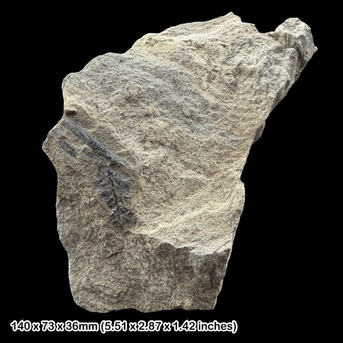 Fossil plant coniopteris - fossil,