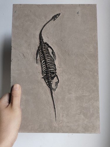 Keichousaurus skeleton fossil - keichousaurus,