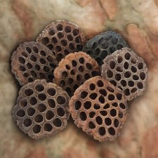 XLarge Dried Lotus Seed Pods