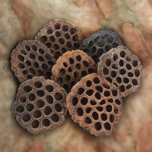 Xlarge dried lotus - lotus, pods