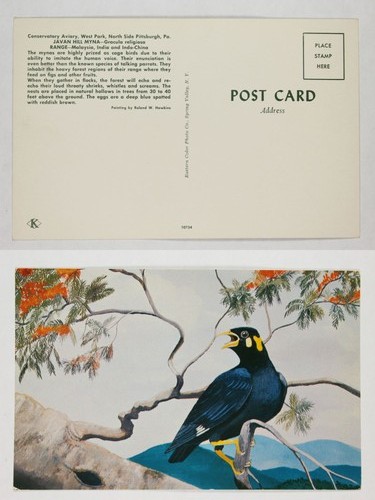 Vintage postcard javan hill - javan,