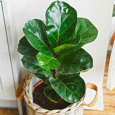 Ficus bambino fiddle leaf - ficus,