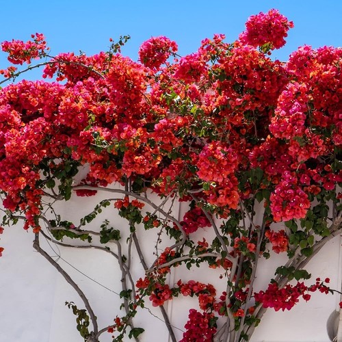 Bougainvillea cerise red - bougainvillea, cerise/red