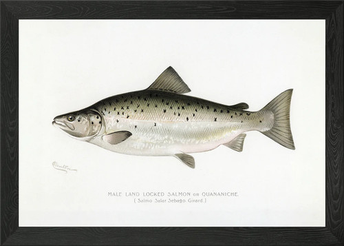 Male landlocked salmon - male,