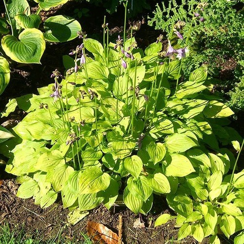 Hosta hydon sunset - 'hydon, sunset'