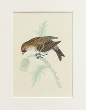 Redpoll Bird Print - c.1850