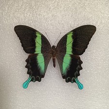 Papilio blumei Butterfly Set