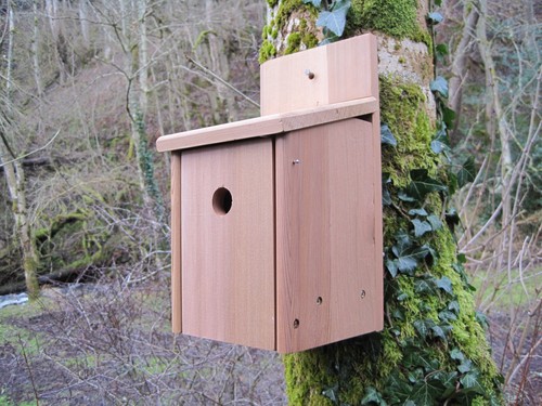 Cedar bird nesting - nesting, box