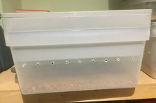 MEALWORM / DARKLING BEETLE BREEDING TRAYS - LIVE MEALWORMS ,BEETLES & PUPAE