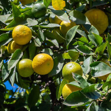 Citrus Tree, Fragrant Bergamot