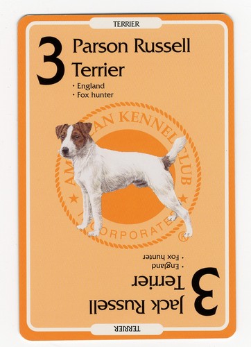 Parson jack russell - parson,