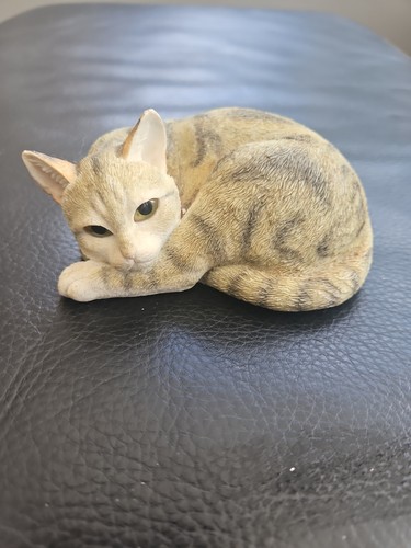 Country artists cat lying - artists,