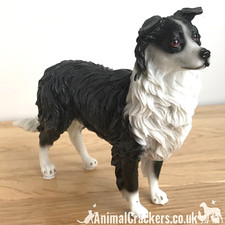 Border Collie Sheepdog Sheep