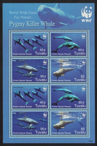 Pygmy killer whale tuvalu - pygmy,