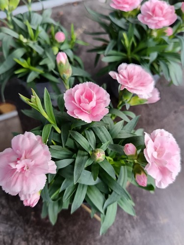 Pink dianthus plants - 3,