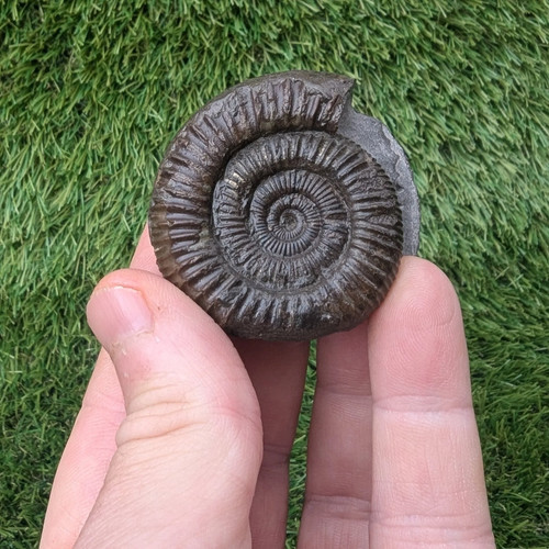Ammonite fossil whitby - ammonite,