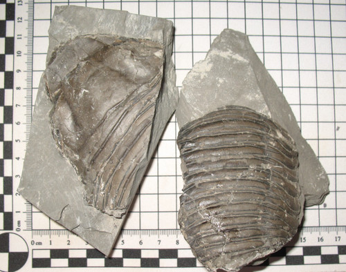Silurian rochester shale - silurian,