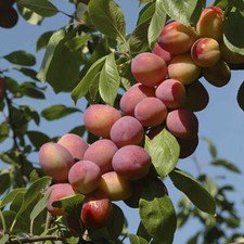 Dwarf Cordon Victoria Plum Patio ENGLISH Plum Tree SWEET FRUITS Organic 1X SEED
