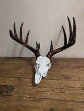 Deer Skull with Brown Antlers