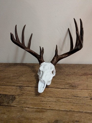Deer skull with - with, antlers