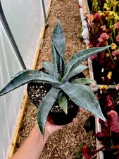 Agave Americana Century Plant