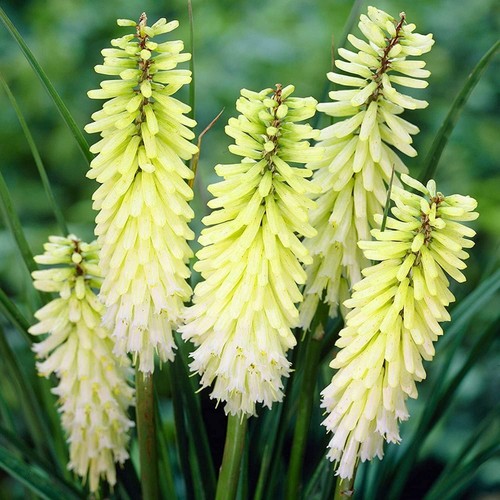 Kniphofia pineapple popsicle - kniphofia,
