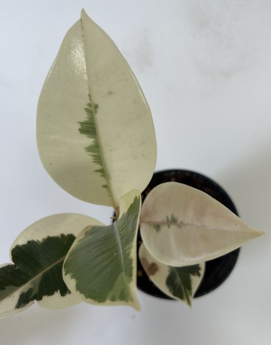 High variegation ficus - high, tineke