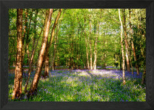 Bluebell Woodland Framed Wall
