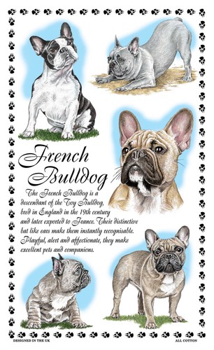 French bulldog dog - french,