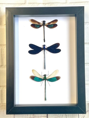 Damselfly dragonfly - damselfly,