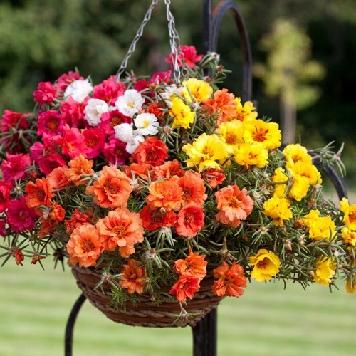 500 moss rose - 500,