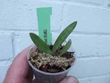 Paphiopedilum urbanianum