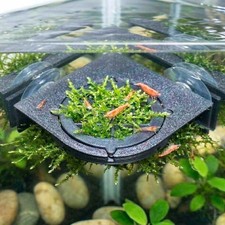 Java Moss Corner Growing Ledge