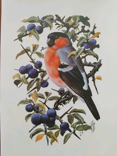 Vintage tunnicliffe - vintage,
