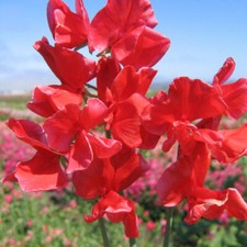 Sweet Pea - Red Ensign - Kings Seeds Pictorial Pack - 20 Seeds