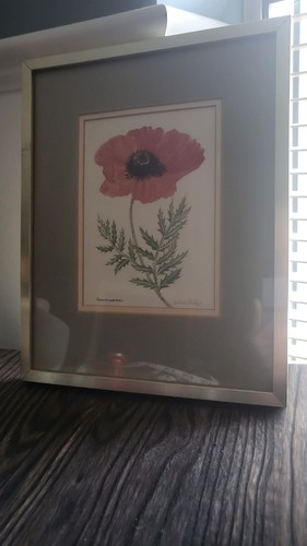Piture watercolour a poppy - piture,