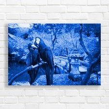 Blue gold macaw - gold,