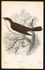 Common Nightingale Bird 1840