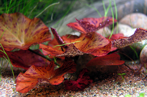 Red tiger lotus nymphaea - 2,