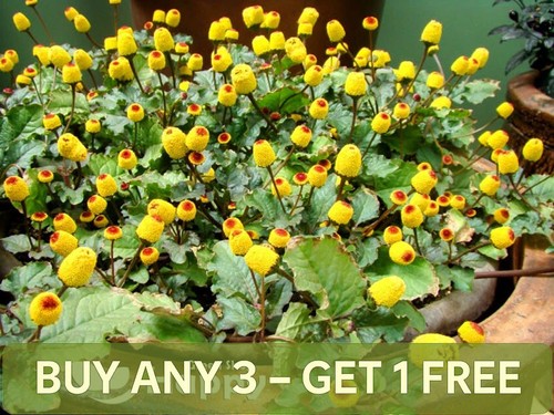 Toothache plant bulls eye - toothache,