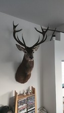 Irish Royal Red Stag head