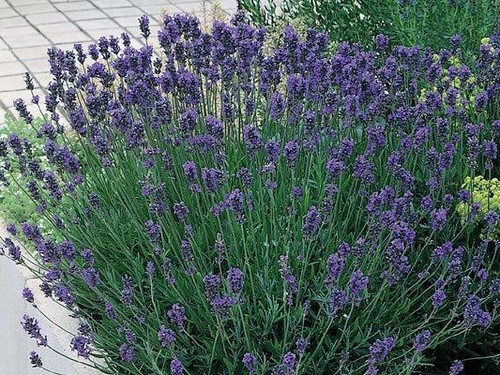 Lavender english munstead - lavender,
