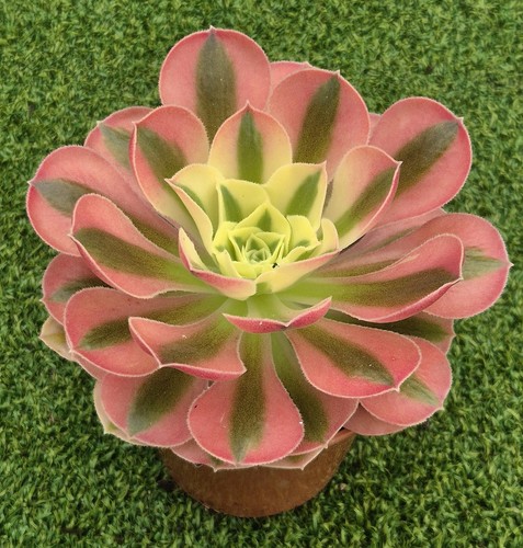 Aeonium var green witch - aeonium, 'green