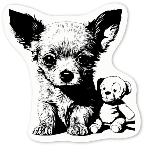 Chihuahua puppy teddy - puppy, teddy'