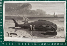 1807 Antique Print; Whale