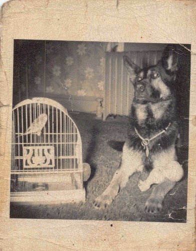 German shepherd parakeet - german,