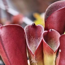 Heliamphora Pulchella -Churi-