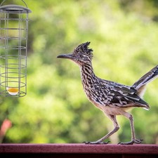 1Pc Multi-funtion Bird Food