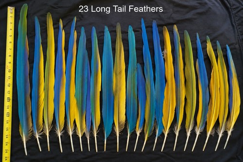Macaw long tail feathers - long,