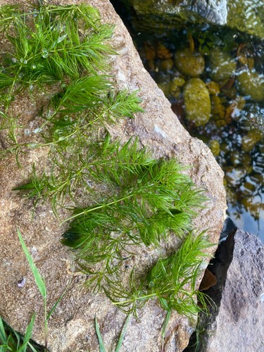 Pond weed for garden ponds - pond,